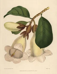 Fleur de trompette du Népal ou trompette des hérauts, Beaumontia grandiflora